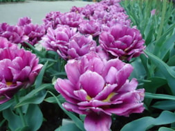 Keukenhof (79)